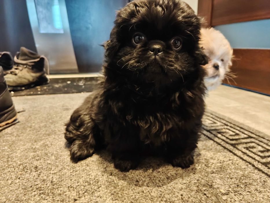 Pekińczyki piesek i suczka