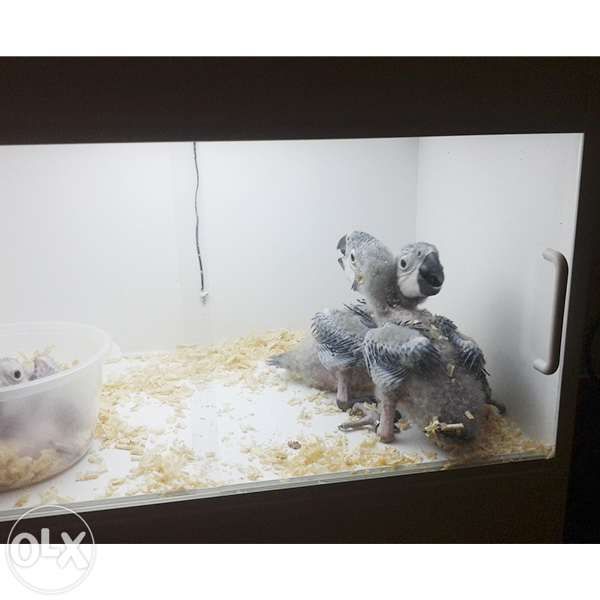 Criadeira/maternidade para aves exóticas (psitacideos)