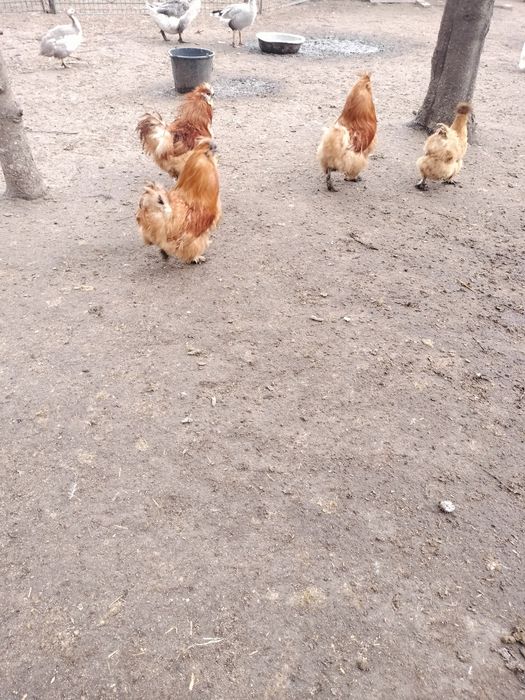 Jaja lęgowe  kur mix ozdobne nioska
