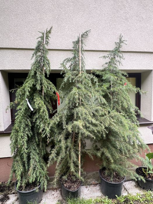 Cedr himalajski - cedrus deodora C20 150-175cm