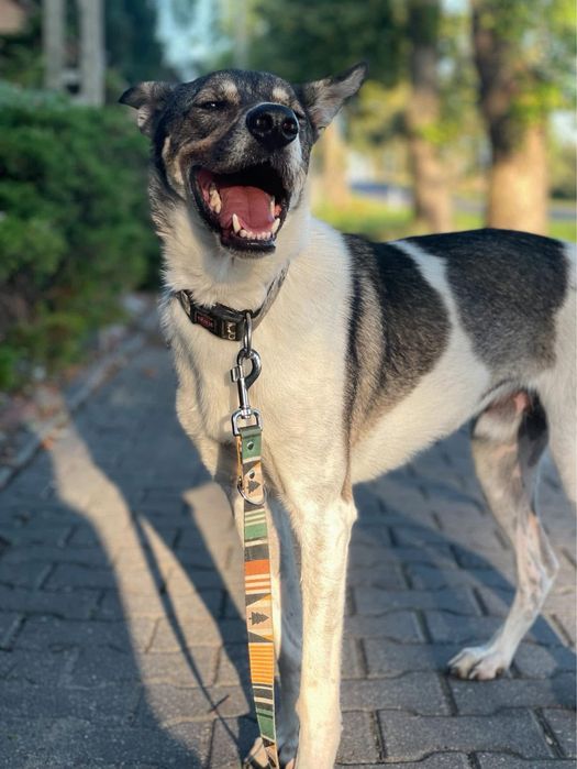 Tores w typie charta do adopcji