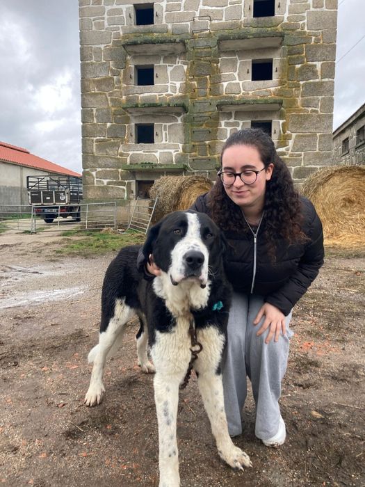 Petsitting e Dog walker497065456452259843