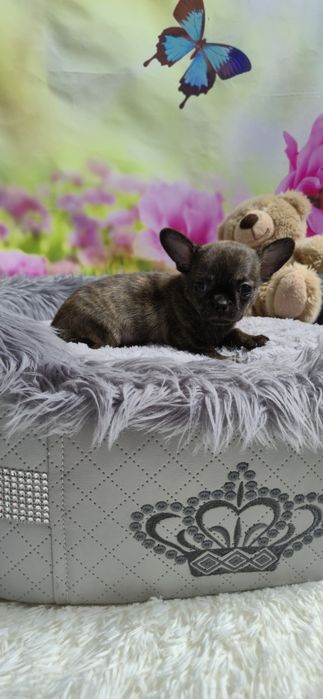 Wyjątkowy chłopczyk Chihuahua – krótkowłosy, pręgowany Brindle