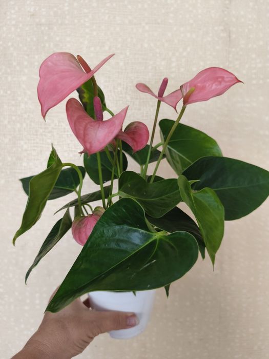 Антуріум 4 сорта