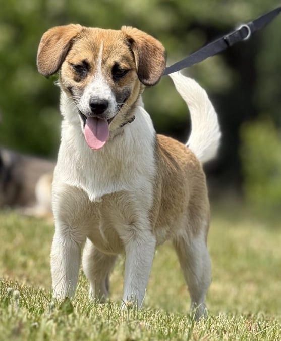 Młody Romuś do adopcji