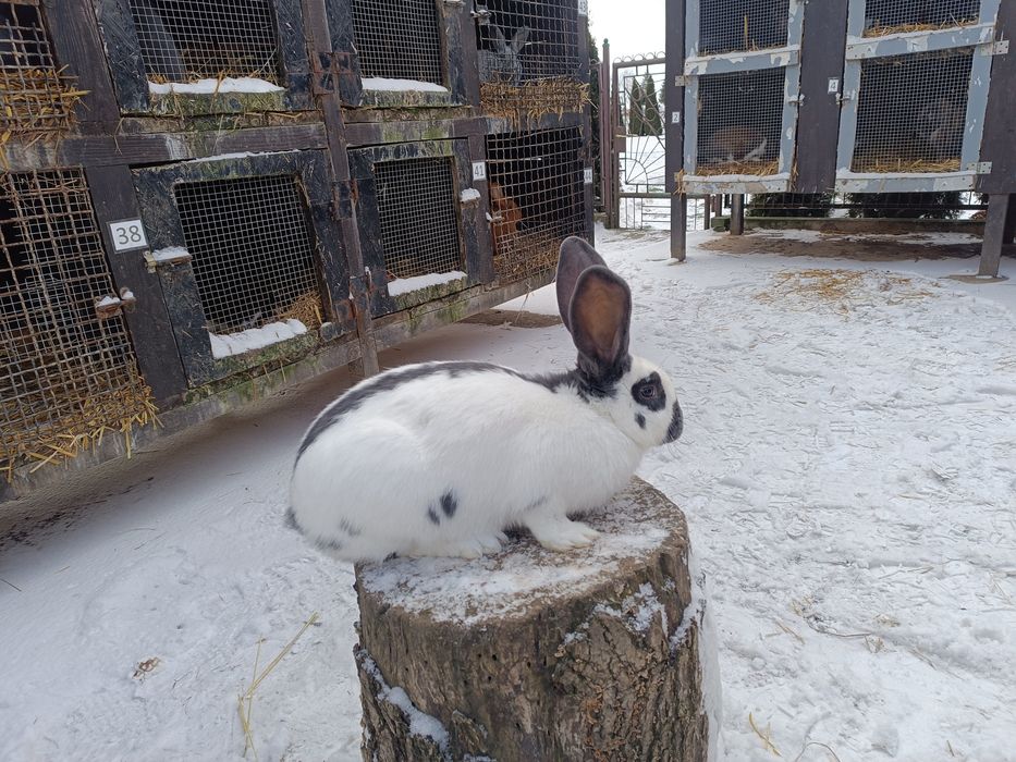 Króliki Srokacz Olbrzym Niebieski