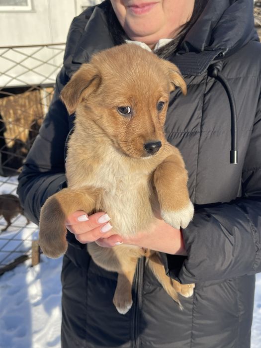 Відам цуциків в хороші руки
