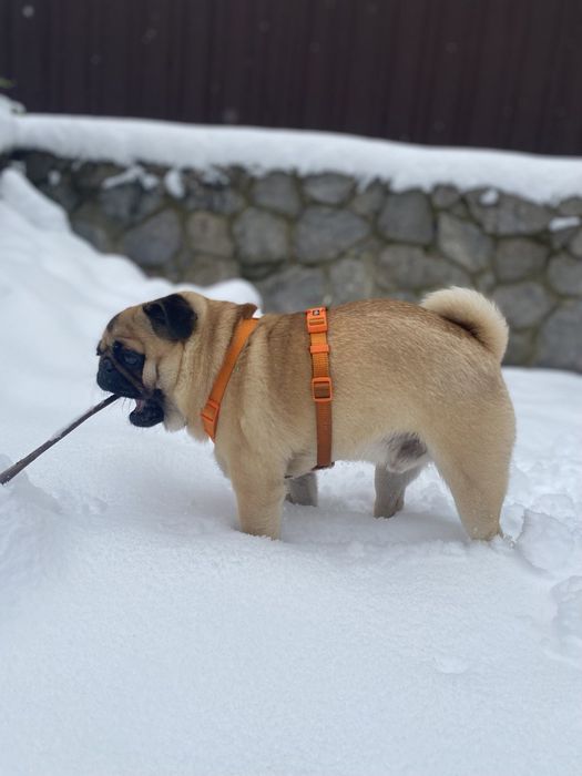 Мопс Гриша шукає дівчинку!!!