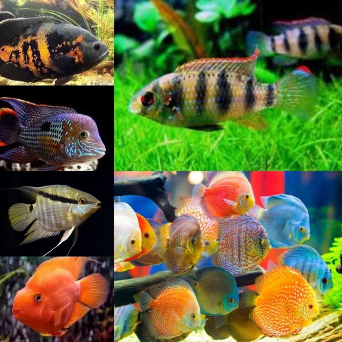 Продажа экзотической рыбы