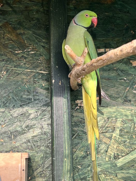 Aleksandretta obrożna