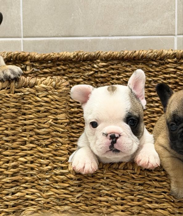 Bulldog francês macho pied