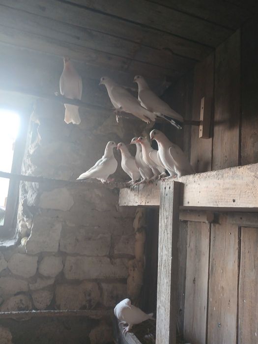 Gołębie tureckie takla