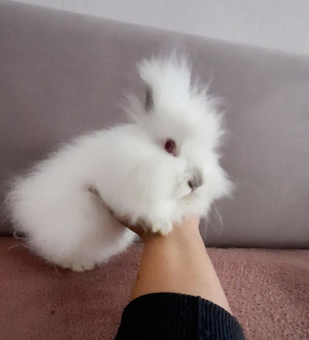 Samiczka  Karzełek Teddy