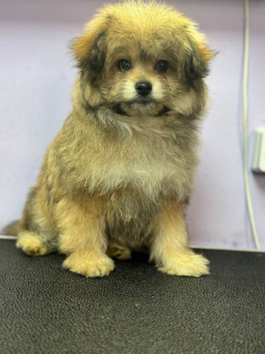 ПомаПу, 3 месяца, девочка