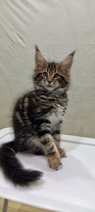 Чарівний котик кошеня мейн-кун