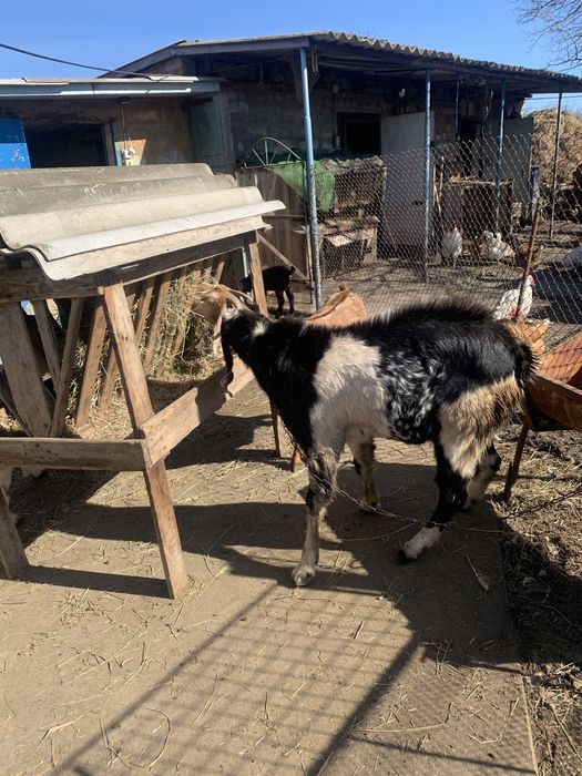 Козел на племя