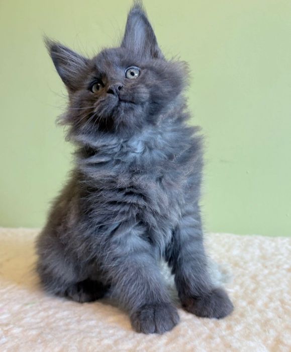 Maine Coon - niebieski kocurek !