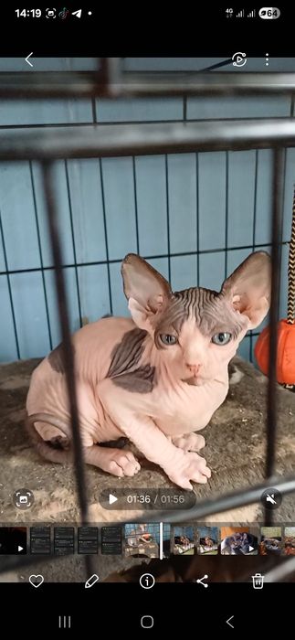 Продам котят сфинкс