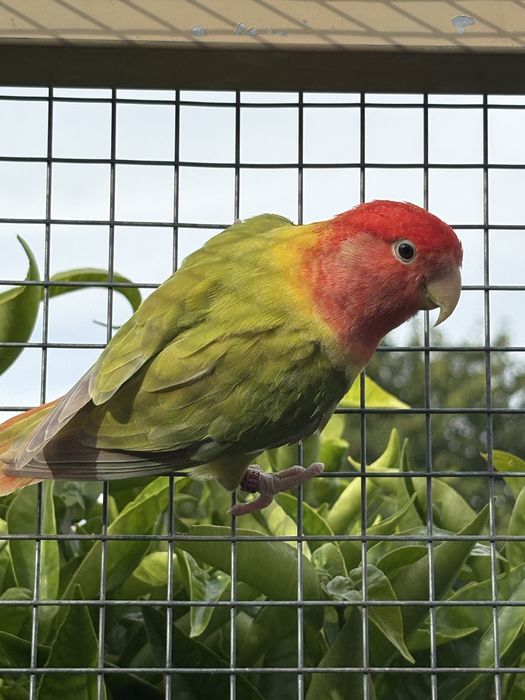 Agapornis roseicollis longfeather