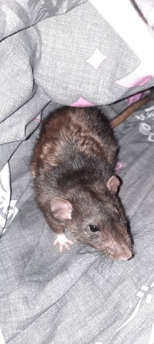 Крыса рекс шоколад дамбо