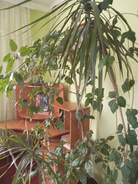 Продаються вазони, різні