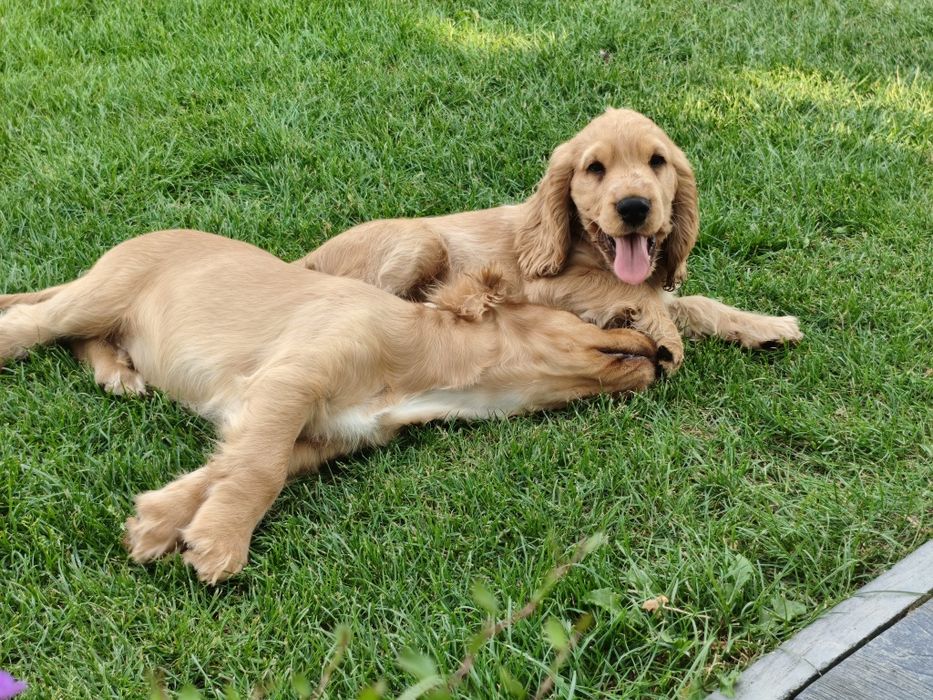 Cocker Spaniel Angielski