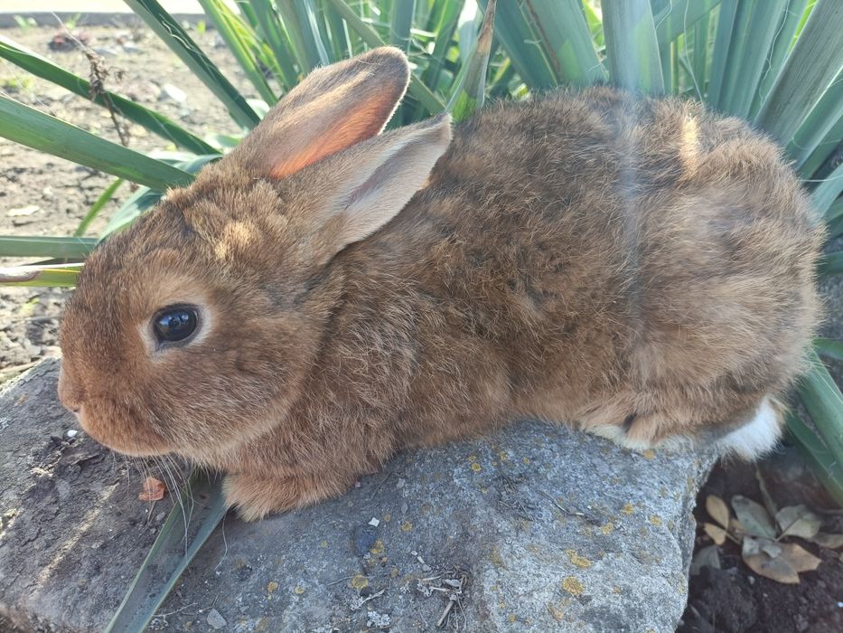 Продажа кролів...