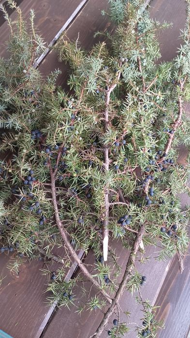 Ягоди ялівцю, плоди можжевельника