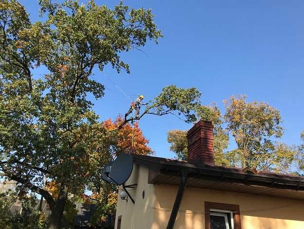 wycinka drzew, pielęgnacja, profesjonalnie