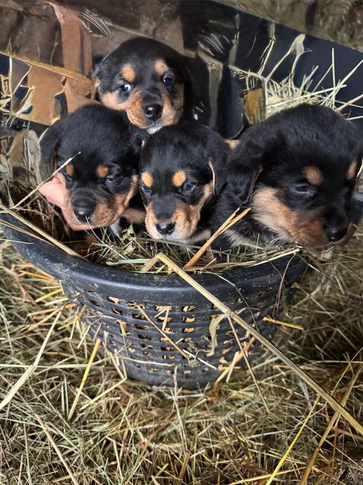 Małe pieski szukają domu