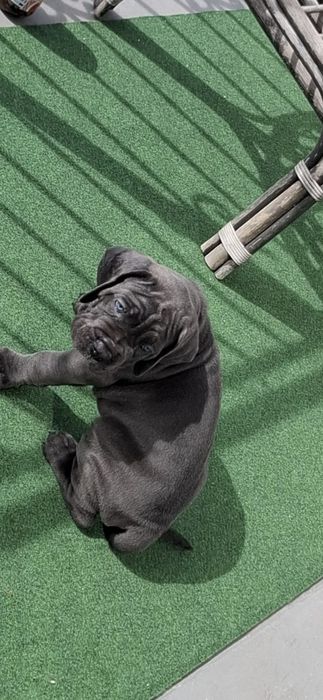 Szczeniak  cane corso   PIEKNE !