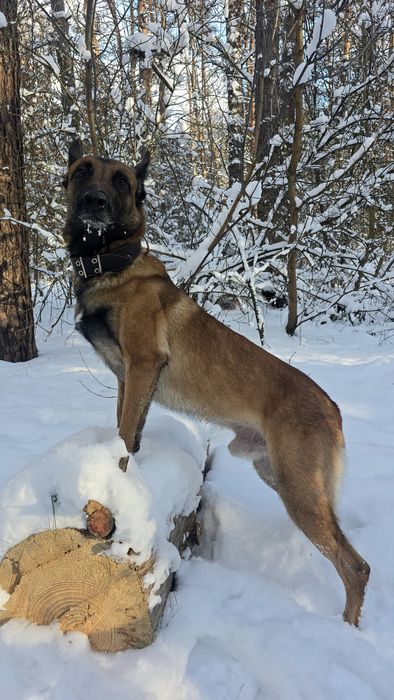Бельгийская овчарка