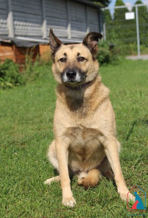 Piesek Spiv szuka domu!