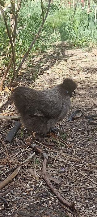 Продам молодих пухових курей