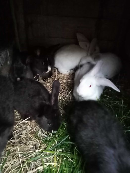 Króle  młode zdrowe