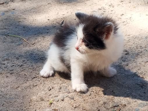 Вітдам в добрі руки