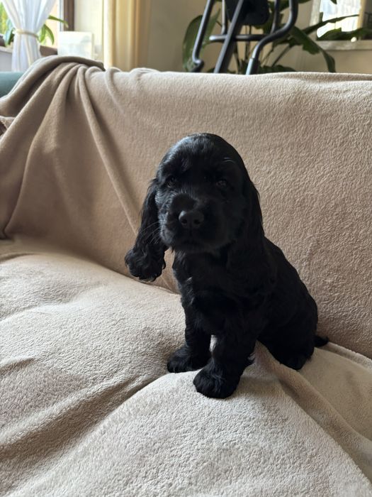 Cocker spaniel angielski czekoladowe