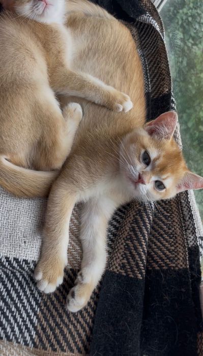 Котики британці золота шиншила
