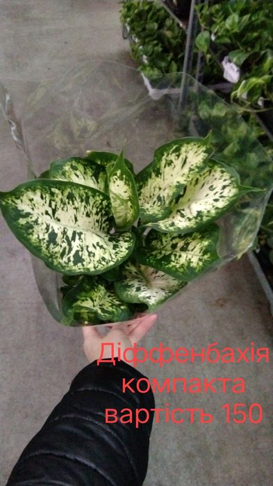 Рослини, квіти, вазони кімнатні