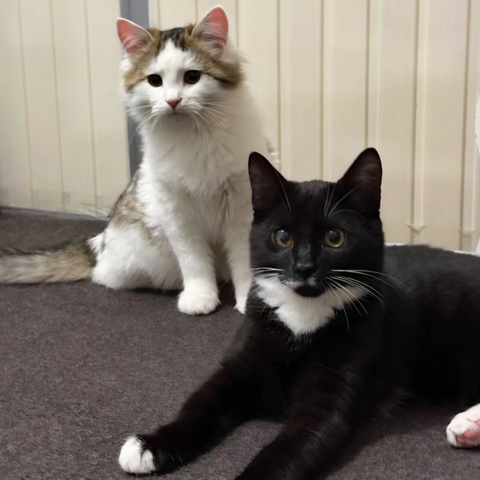 Котёнок, мальчик, 3 мес, очень нужен дом и любящий человек