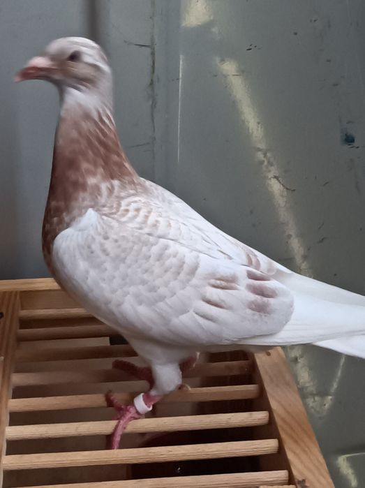 Gołębie pocztowe pstry andaluz