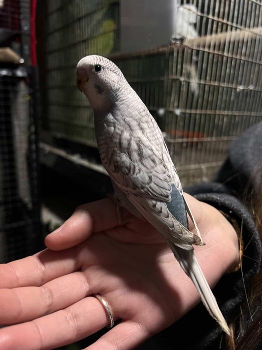 Periquito domesticado