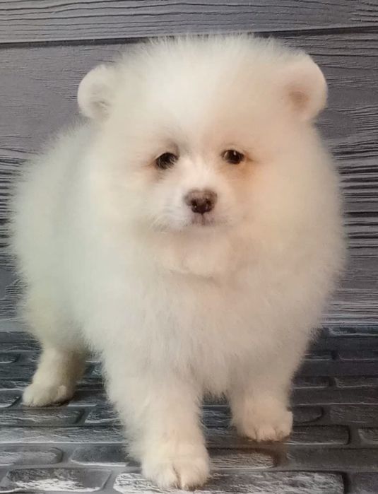 Продам хлопчика шпіца