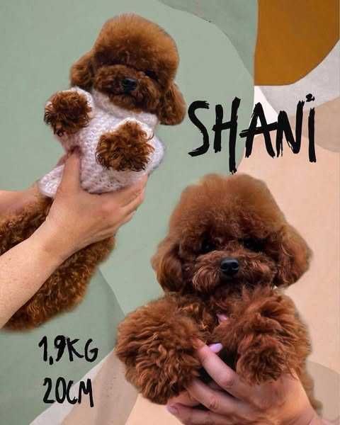 В'язка. Той-пудель. Документи, досвід, тести.