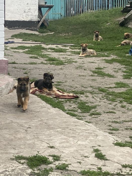 Чистокровні щенята німецької вівчарки 2 міс. щеплення + обробка