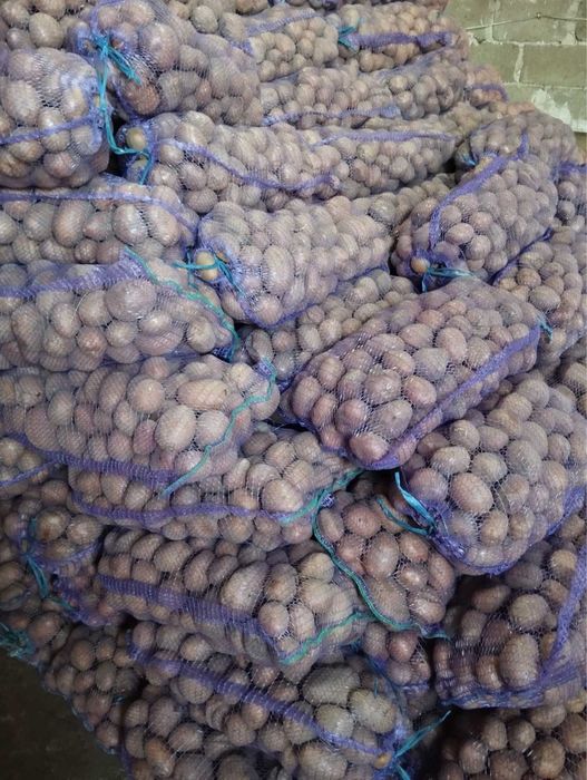 Продам велику картоплю Оптом