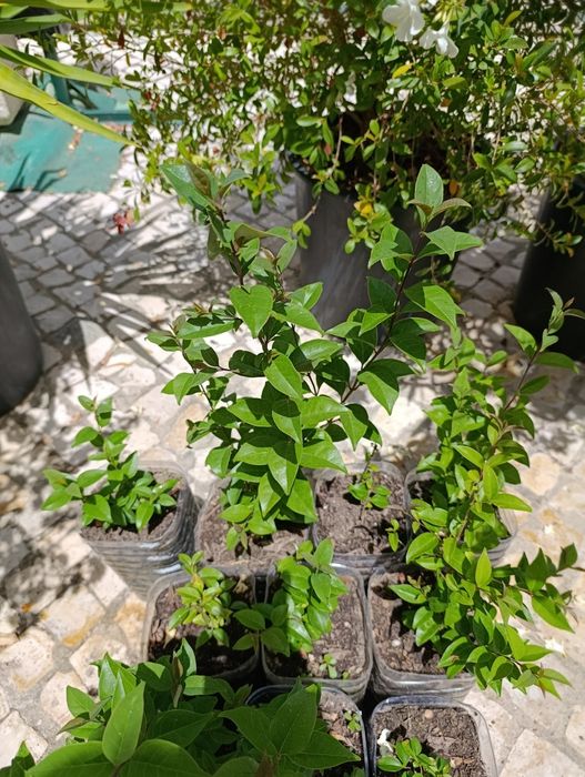 Lote 10 arbustos Ligustrum japonicum (ver descrição)