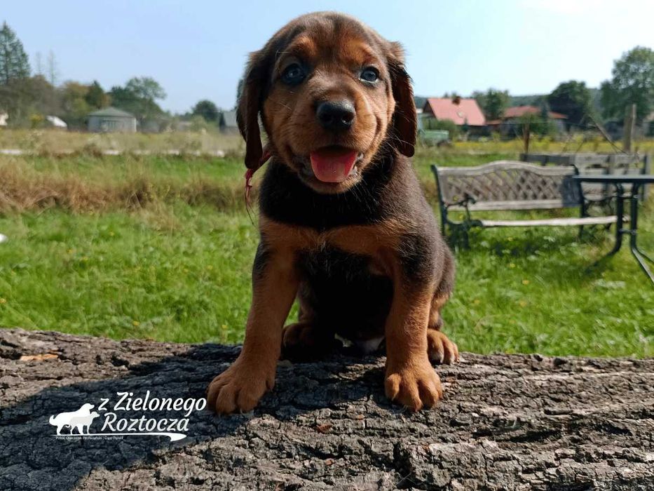 Ogar polski hodowla ZKwP/FCI - dostępny piesek!