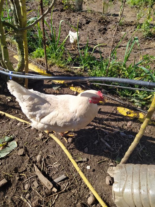Galos  galinhas Caseiros, Criado Ar Livre