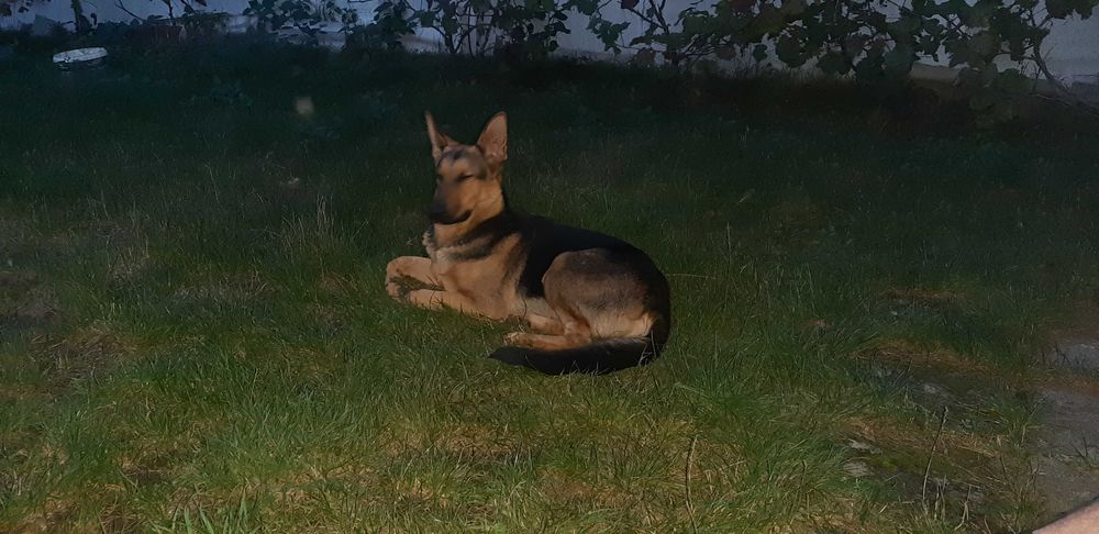 Німецька вівчарка